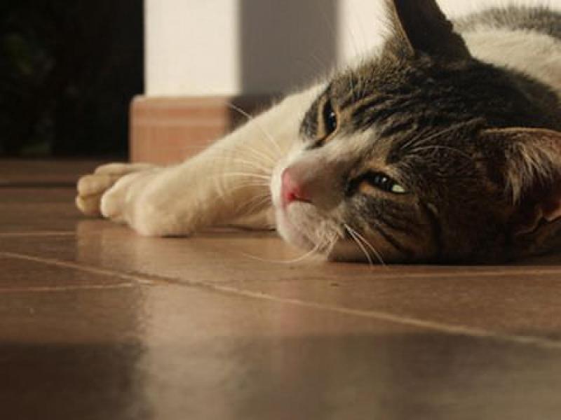 Что делать, если выявлена язва желудка у кошки Воспаление жкт у кошек лечение